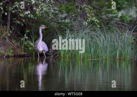 Spotted Heron Stock Photo