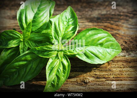 Fresh organic basil leaves on dark,old wooden background Stock Photo