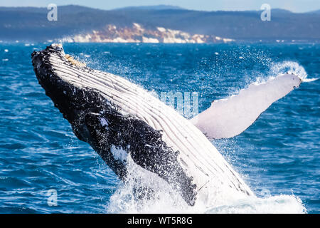 Humpback whale breaching, Hervey Bay, Queensland Stock Photo