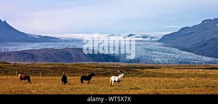 Icelandic Horses Against Sky On Landscape During Winter
