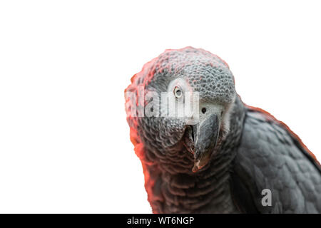 gray parrot backlit in red light isolated on white, wild nature Stock Photo