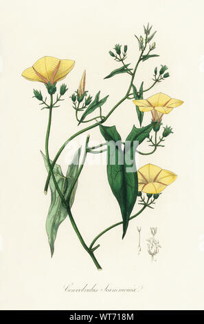 Convolvulus Scammonia - Watercolor Print 19th Century Stock Photo