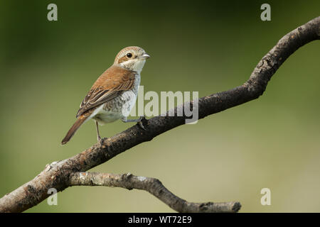 Juvenile red-backed shrike, Latin name  Lanius collurio, perched on a tree branch against a mottled green background Stock Photo