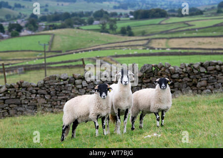 Swaledale ewe in hill pasture with twin lambs. Hawes, North Yorkshire, UK. Stock Photo
