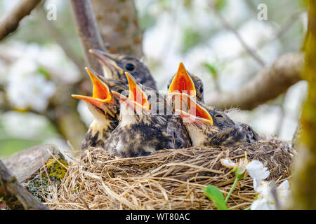 Group of hungry baby birds sitting in their nest on blooming tree with mouths wide open waiting for feeding. Young birds cry Stock Photo