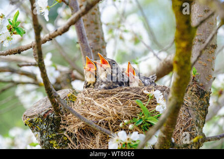 Nestling birds sitting in their nest on blooming tree and waiting for feeding. Young birds with orange beak. Baby birds in spring Stock Photo