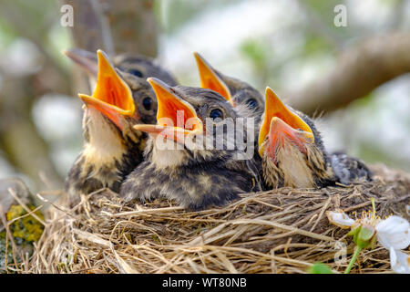 Closeup baby birds with wide open mouth on the nest. Young birds with orange beak, nestling in wildlife. Stock Photo