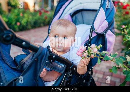 Baby girl sitting in carriage and touching roses in garden. Happy infant exploring world of nature outdoors. Curious kid Stock Photo