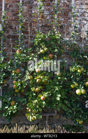 An apple tree being trained to grow out and up using the espalier system. Taken in the summer with apples on the tree Stock Photo