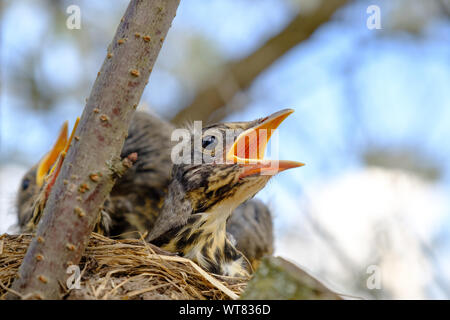 Bird brood in nest on blooming tree, baby birds, nesting with wide open orange beaks waiting for feeding. Stock Photo