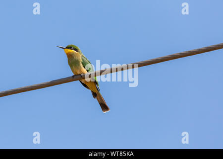 Colour wildlife portrait of Little Bee-eater bird (Merops pusillus) perched on power line taken from below in Nanyuki, Kenya. Stock Photo