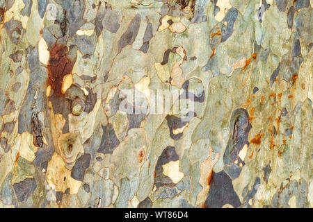 Colour close-up  photograph of only the bark of the Eucalyptus tree (Eucalyptus globulus). Stock Photo