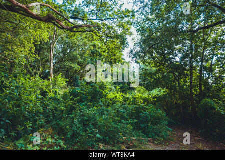 ancient forest for environmental themes Stock Photo
