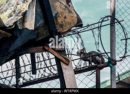 Manila, Philippines. 11th Sep, 2019. A cat drenched in water from firetrucks is seen beside a charred house at a residential area in Manila, the Philippines, Sept. 11, 2019. Three people died, including two children aged four and five, and two others injured in a fire that hit a residential area in the Philippines' capital Manila on Wednesday, the local Bureau of Fire Protection said. Credit: Rouelle Umali/Xinhua/Alamy Live News Stock Photo