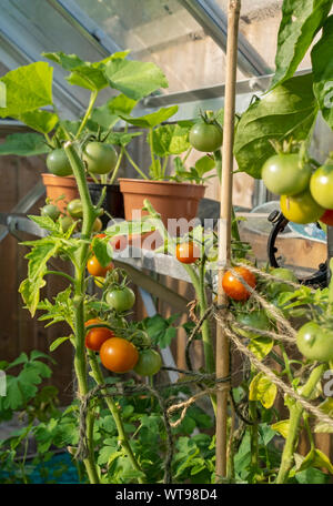 Close up of red Tomatoes tomato plant (Gardeners Delight) on the vine ripening in the greenhouse in summer England UK United Kingdom GB Great Britain Stock Photo