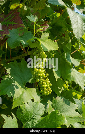 Close up of unripe green grapes fruit growing on vine in garden England UK United Kingdom GB Great Britain Stock Photo