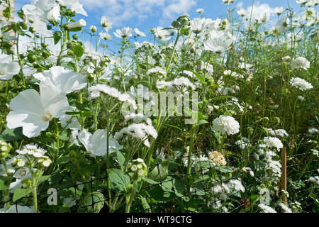 Close up of white ageratum lavatera and cosmos flowers growing in a cottage garden border in summer England UK United Kingdom Great Britain Stock Photo