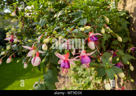 Close up of pink trailing fuchsias fuchsia flower flowers flowering in a hanging basket on wall in summer England UK United Kingdom GB Great Britain Stock Photo