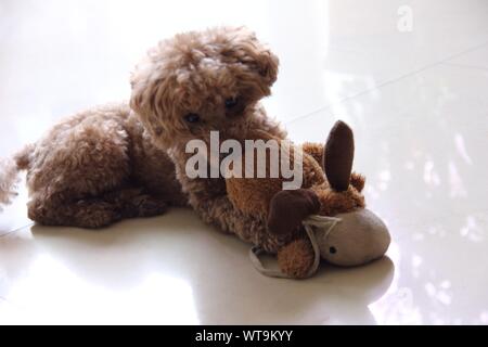 cavapoo stuffed animal