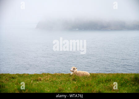 Single white sheep sitting on green meadow against misty clouds above dark sea water on Faroe Islands Stock Photo