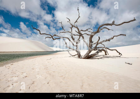 Dry tree in Lencois Maranhenses National Park Stock Photo