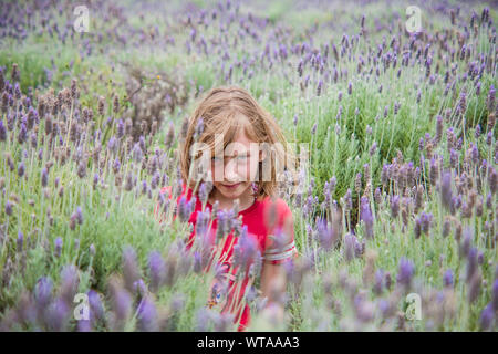 Young girl in the lavender fields Stock Photo