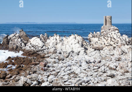 The Vulnerable African Penguin (Spheniscus demersus) and cormorant breeding colony at Stony Point Nature Reserve, Overberg, Western Cape, South Africa Stock Photo