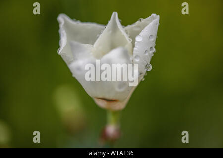 White rose and raindrops Stock Photo