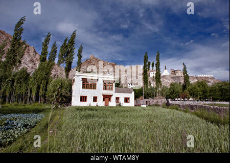 Traditional Tibetan house and beautiful greenish garden in Leh Stock Photo