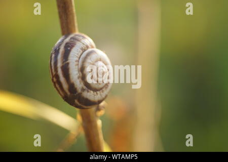 snail shell on a branch in a summer garden, macro photo Stock Photo