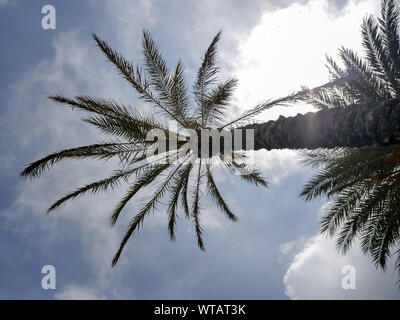 Palm trees on a cloudy sky background, summer concept Stock Photo