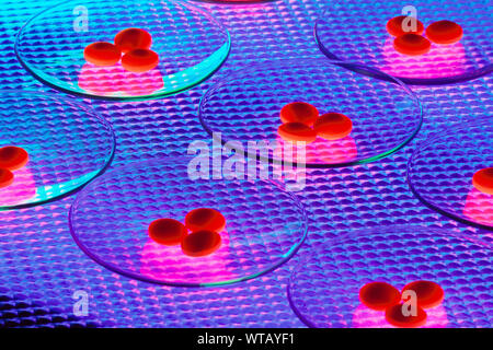 Pills on Petri Dishes