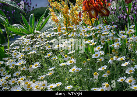 The Resilience Garden by Sarah Eberle Stock Photo