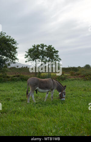 Young donkey eating grass Stock Photo - Alamy