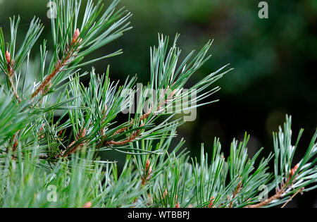 close up of pine needles on tree with dark blurred background, norfolk, england Stock Photo