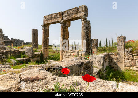 Old columns and self grown puppy flowers in agora area Hierapolis Pamukkale Turkey Stock Photo