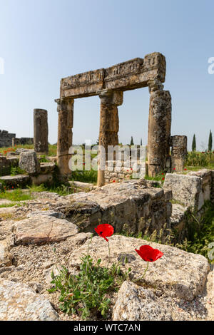 Old columns and self grown puppy flowers in agora area Hierapolis Pamukkale Turkey Stock Photo