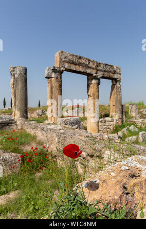 Old columns and self grown puppy flowers in agora area Hierapolis Pamukkale Turkey Stock Photo