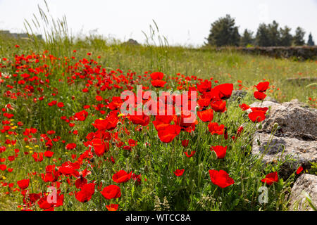 Puppy flowers over old ruins of agora walls in hierapolis pamukkale Stock Photo