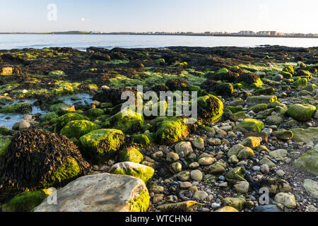 Seaweed Covered Beach Rocks at the Heugh, Hartlepool Stock Photo