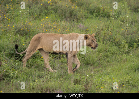 Female Lion, Panthera leo, Felidae, Nairobi National Park, Kenya, Africa Stock Photo