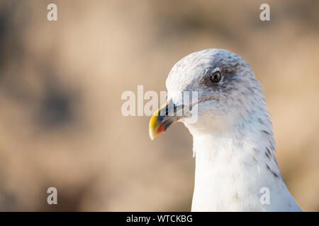 close up portrait of Seagull with copy space for text Stock Photo