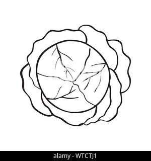 Black and white vector illustration of cabbage Stock Vector