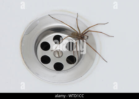 Giant House Spider in bath next to plug hole, Eratigena atrica Stock Photo