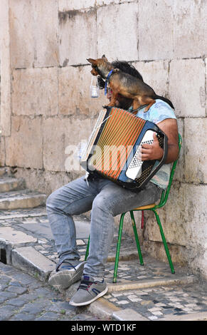 An accordion player busking in Alfama, Lisbon, Portugal with a little dog on his shoulder holding the money jar for tips in its mouth Stock Photo