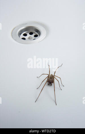 Giant House Spider in bath next to plug hole, Eratigena atrica