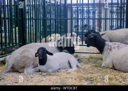 Group of sheep resting at animal exhibition, trade show Stock Photo
