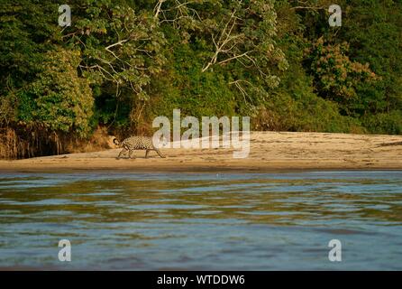 Jaguar (Panthera onca) runs on the riverbank in front of dense rainforest, Pantanal, Mato Grosso, Brazil Stock Photo