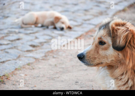Puppy at outdoor, Mother Dog thinking other puppies are safe. selective focus. Stock Photo