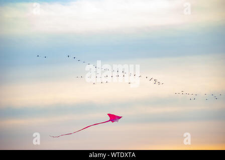Kite and Flamingo Birds Flying Stock Photo